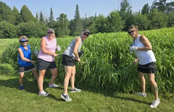 Golf Weeds